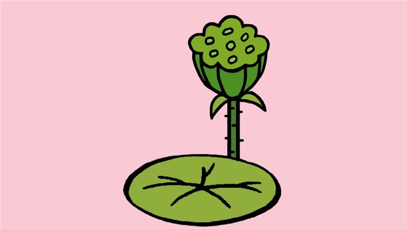莲蓬简笔画怎么画 莲蓬简笔画简单