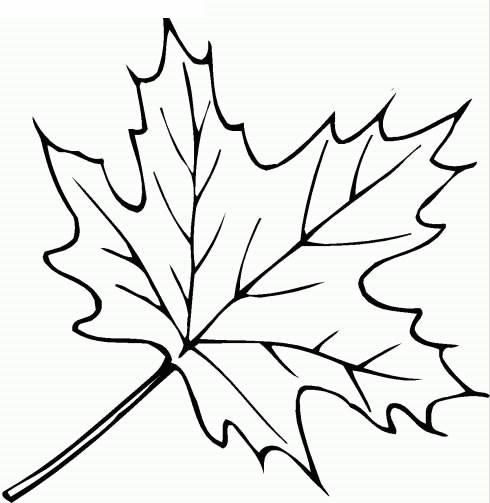 树叶简笔画 树叶简笔画简单又好看