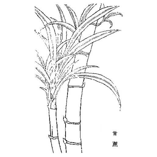 甘蔗简笔画 甘蔗简笔画彩色