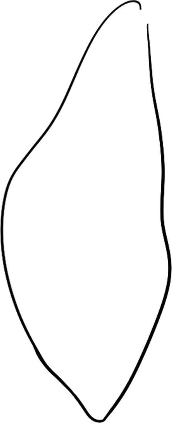 幼嫩的小树的简笔画怎么画 幼嫩的小树简笔画顺序