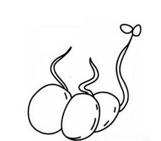 种子简笔画 种子简笔画豆子