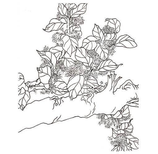 桂花简笔画 桂花简笔画图片