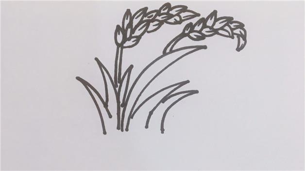 水稻简笔画怎么画 水稻简笔画图片大全