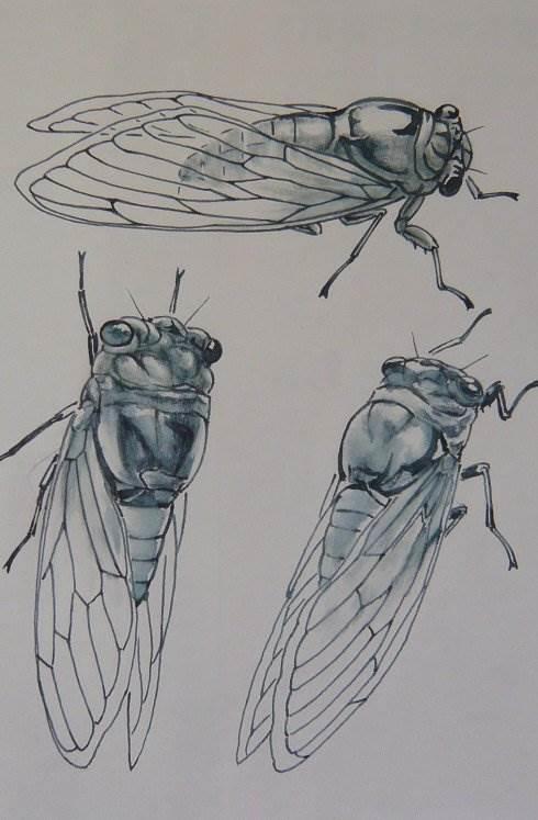 知了简笔画 知了简笔画图片