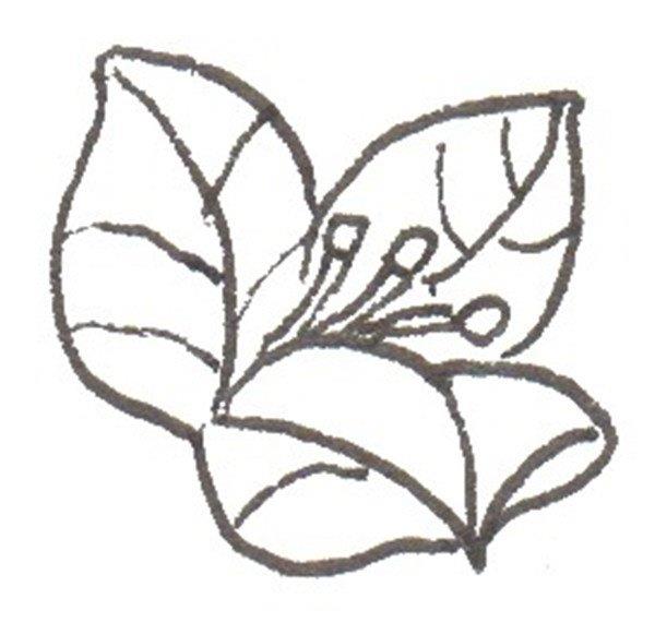 三角梅的简笔画怎么画 三角梅的简笔画好看