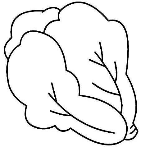 白菜简笔画图片大全 白菜简笔画图片大全大图彩色