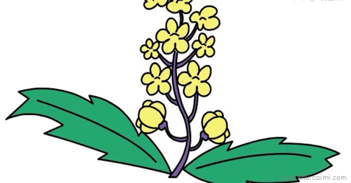 油菜花儿童画怎么画 油菜花简笔画图片大全