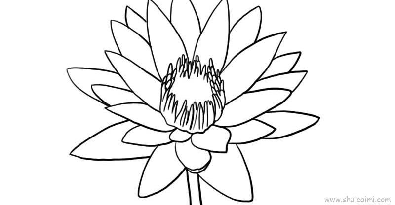 娇艳睡莲儿童画怎么画 娇艳睡莲简笔画好看