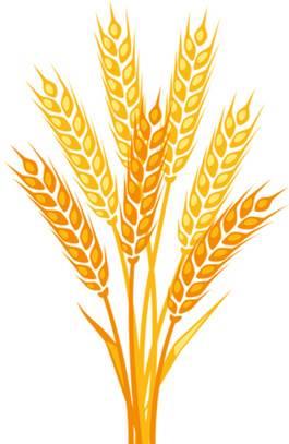 稻穗简笔画 稻穗简笔画图片