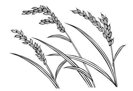 粮食简笔画 粮食简笔画图片