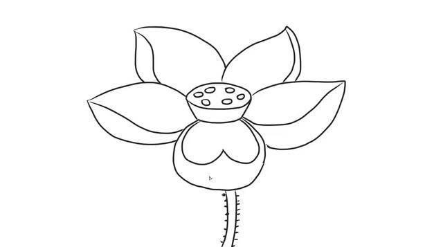 荷花的简笔画 荷花的简笔画简单漂亮