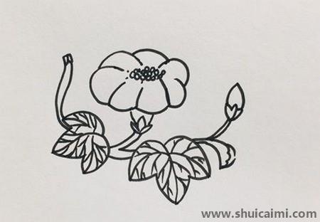 简单的牵牛花简笔画绘画上色教程