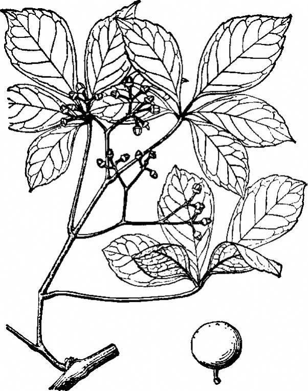 爬山虎简笔画 爬山虎简笔画图片大全大图