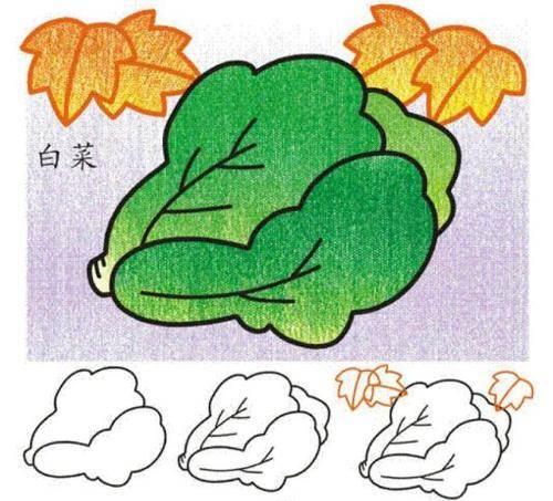 白菜怎么画简笔画 白菜怎么画简笔画简单