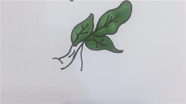 菠菜简笔画怎么画 菠菜简笔画图片大全