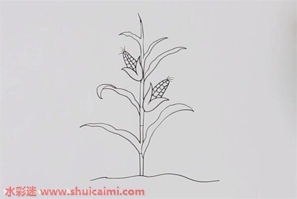 一棵玉米怎么画 玉米简笔画彩色
