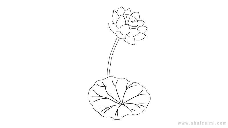 荷花简笔画怎么画 荷花简笔画步骤
