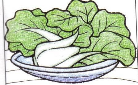 青菜简笔画 青菜简笔画图片
