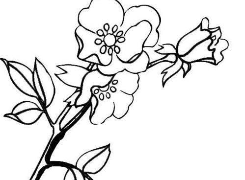 花简笔画图片大全大图 玫瑰花简笔画图片带颜色