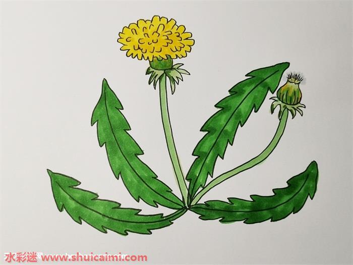 蒲公英怎么画 蒲公英简笔画图片带颜色