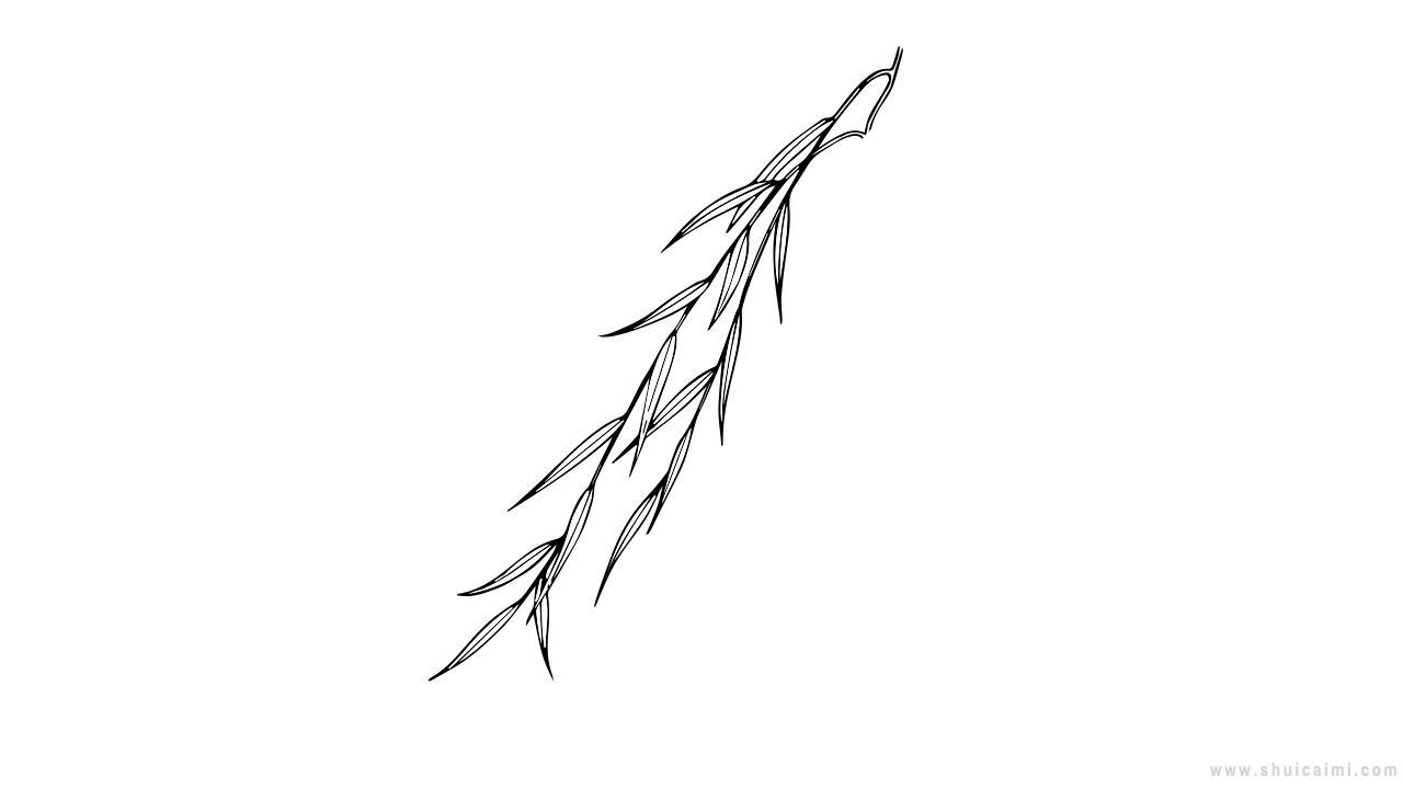 柳枝简笔画怎么画 柳枝简笔画顺序