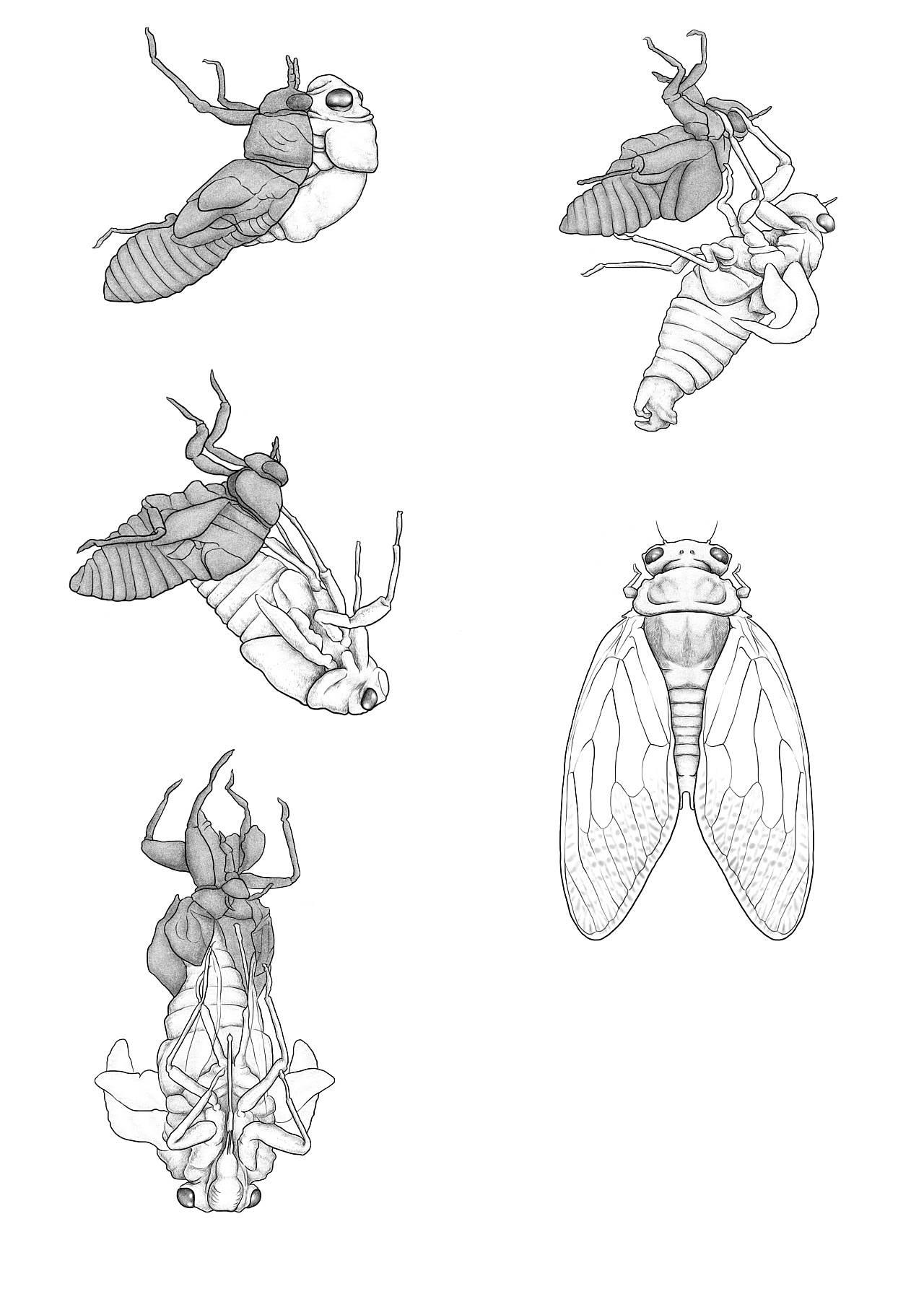 蝉简笔画 蝉简笔画图片大全