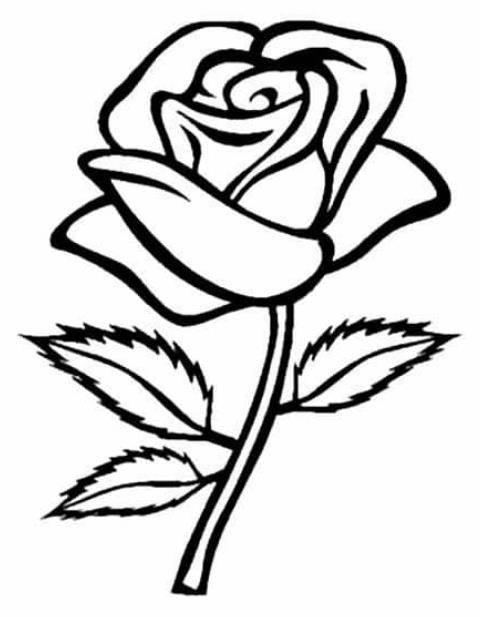 玫瑰花简笔画图片大全 玫瑰花简笔画图片大全大图简单