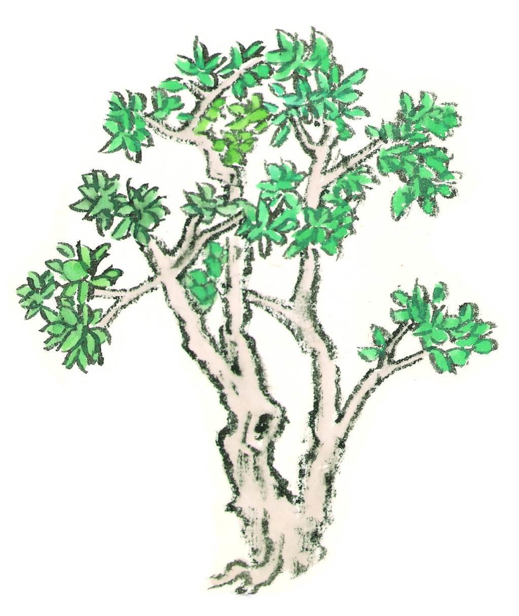 枣树简笔画图片大全 枣树简笔画图片大全儿童画