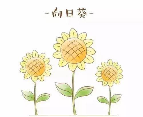 向日葵简笔画彩色 一片向日葵简笔画彩色
