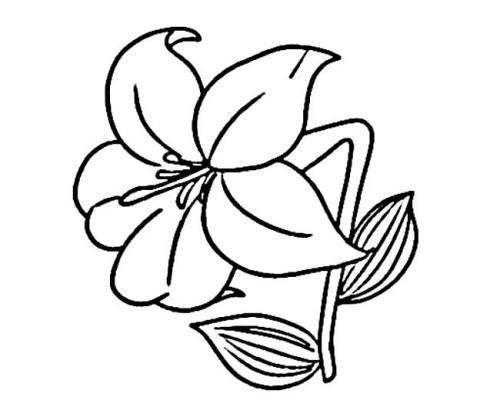 雪莲花简笔画 雪莲花简笔画图片大全