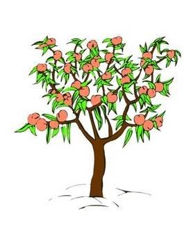 桃树简笔画图片大全 桃树简笔画图片大全集彩色