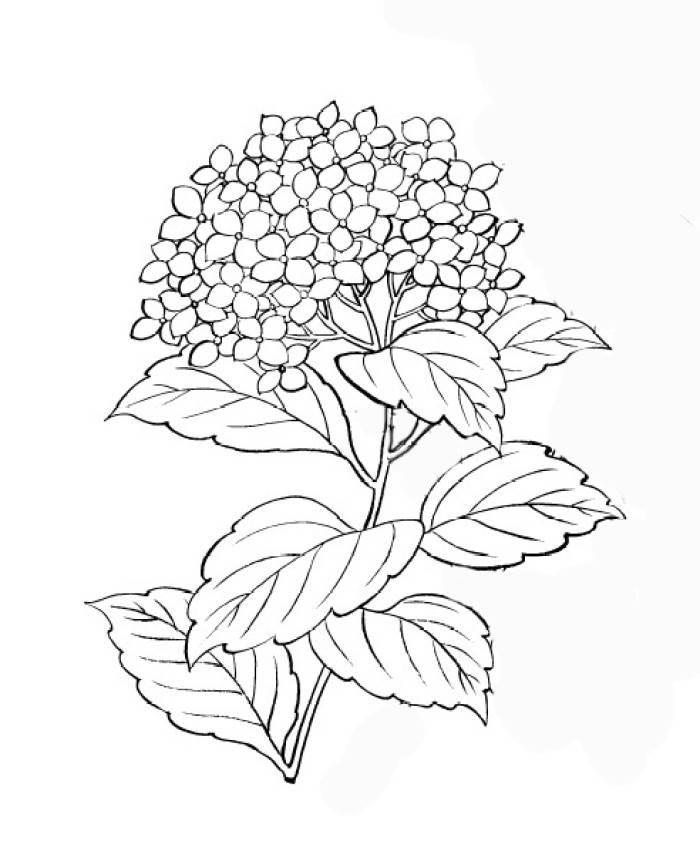 三月三绣球简笔画 三月三绣球简笔画大全彩色
