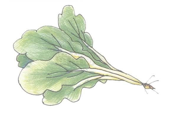 青菜简笔画 青菜简笔画图片