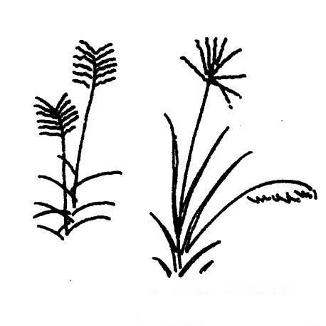 春天的小草简笔画 春天的小草简笔画彩色