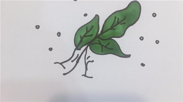 菠菜简笔画怎么画 菠菜简笔画图片大全