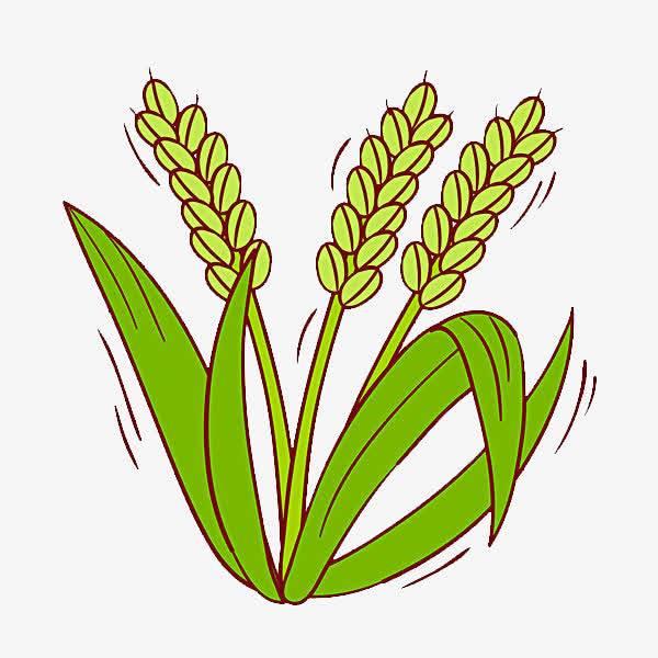 稻谷简笔画 稻谷简笔画简单又好看