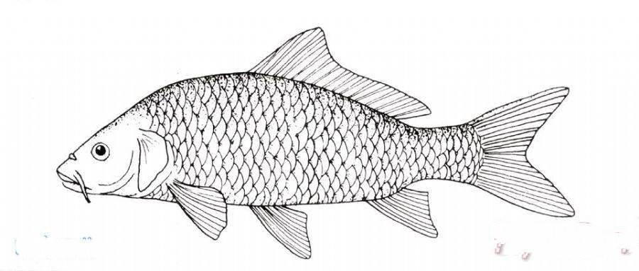 鲤鱼简笔画 鲤鱼简笔画简单又漂亮