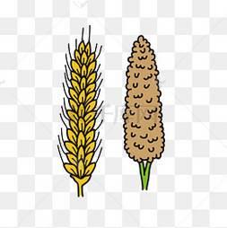 高粱简笔画 怎样画高粱简笔画