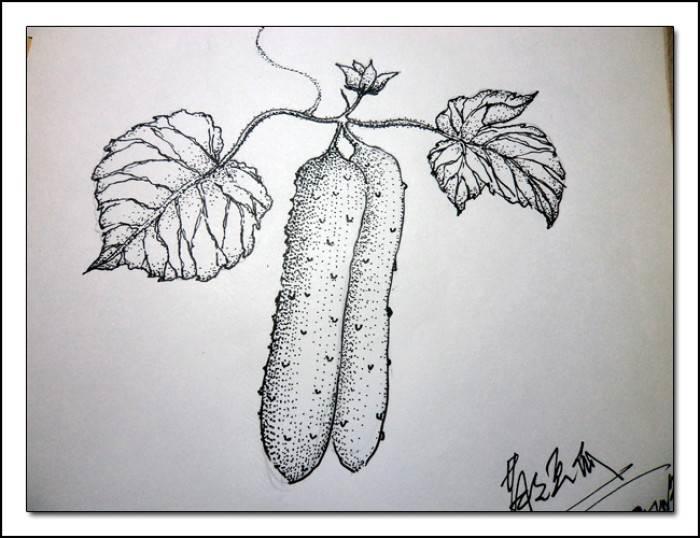 黄瓜简笔画 黄瓜简笔画怎么画