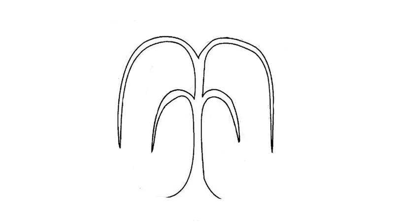 垂柳的简笔画怎么画 垂柳简笔画顺序