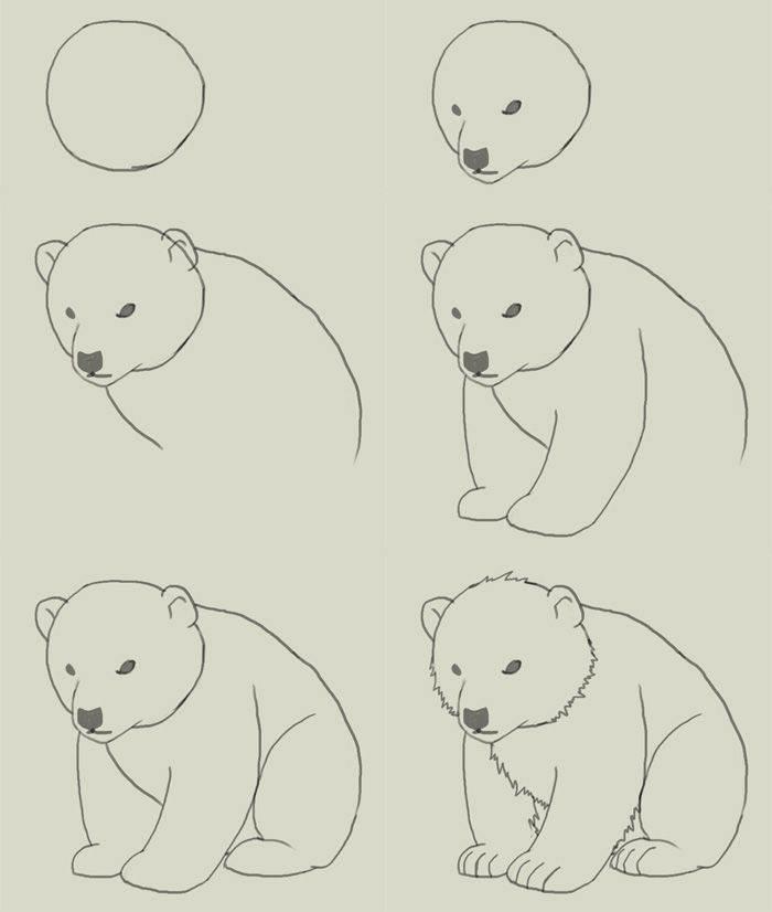 熊的简笔画图片大全 熊的简笔画图片大全 简单 颜色