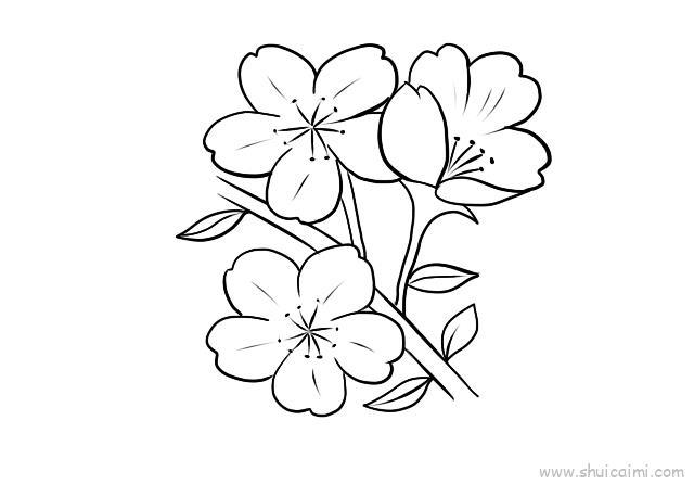 樱花儿童画怎么画 樱花简笔画图片