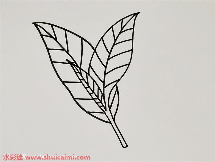 茶叶怎么画 茶叶简笔画漂亮卡通