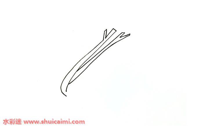 芹菜怎么画 芹菜简笔画简单彩色