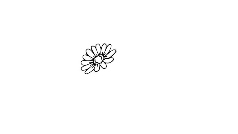 雏菊如何画的简笔画怎么画 雏菊如何画简笔画步骤