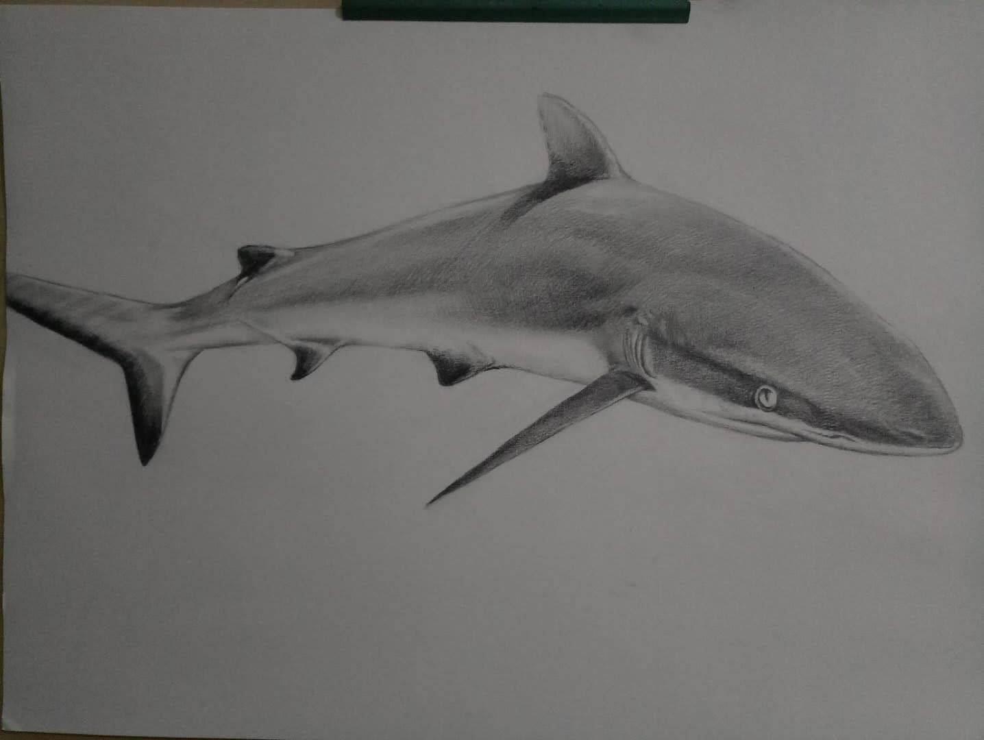 大白鲨简笔画 凶猛的大白鲨简笔画