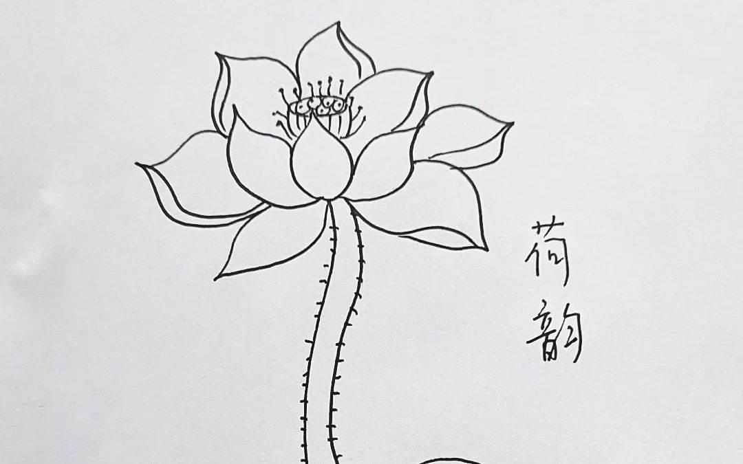 荷花简笔画 荷花简笔画图片