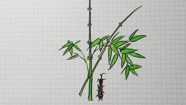 竹子简笔画 竹子简笔画好看又简单