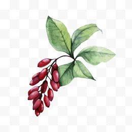 红豆简笔画 红豆简笔画可爱