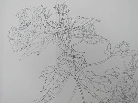 芙蓉花简笔画 芙蓉花简笔画简单